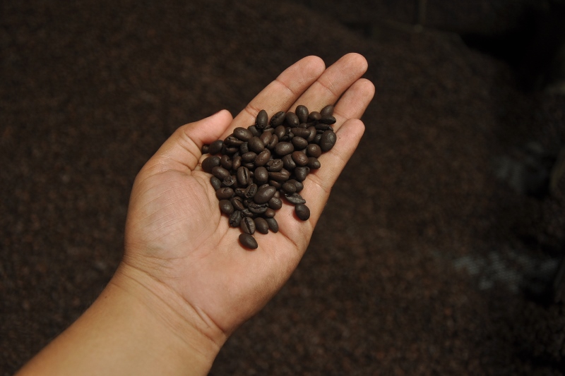 Mão segurando grãos de Café Apui na Amazônia